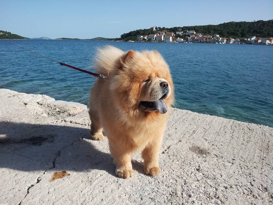 Neven Bukovac/Fotografije čitatelja