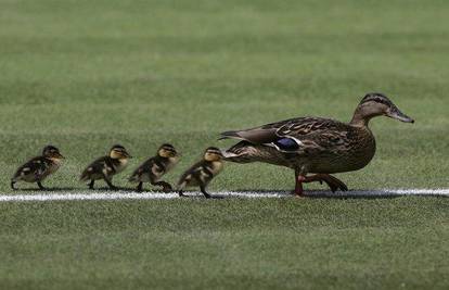 Wimbledon: Obitelj pataka "streakera" opet zajedno