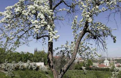 Ne smije više u park jer je pokušao silovati stablo  