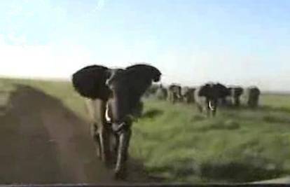 Bijesan slon natjeravao je automobil na safariju