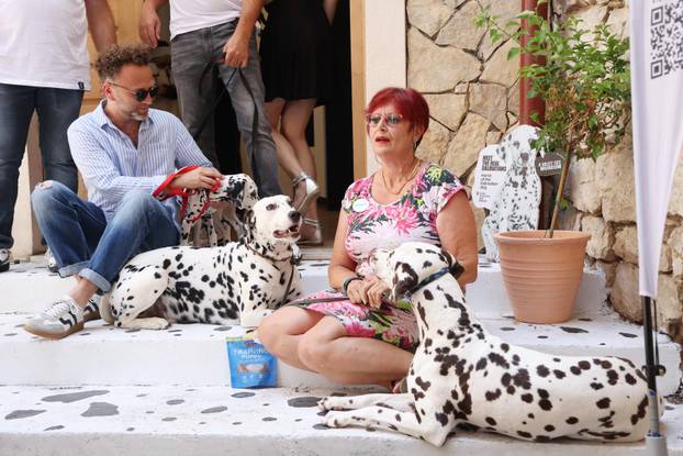 Šibenik:Otvoren muzej dalmatinskom psu,dalmatincu 