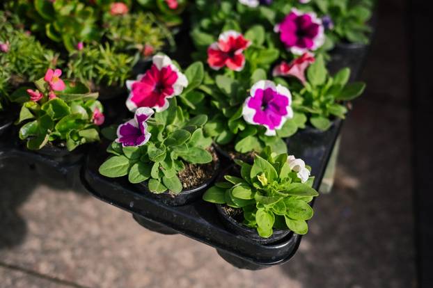 24sata Zagreb: Ponuda cvijeća na Dolcu 