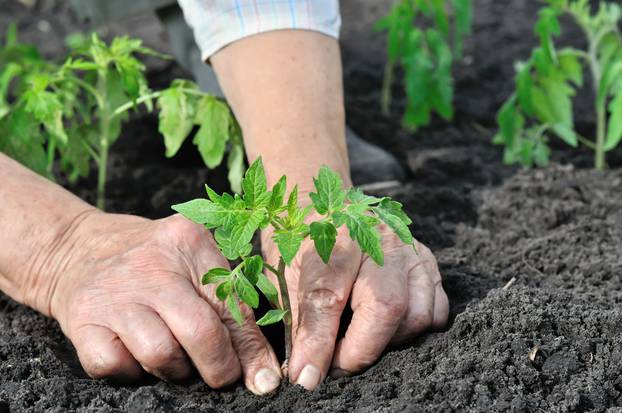 close-up of gardener