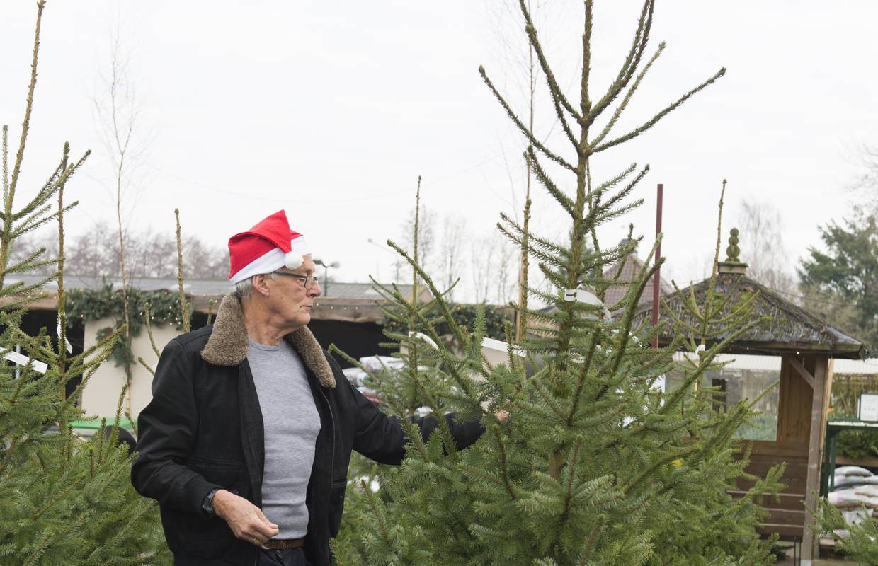 Zbog pandemije korone ljudi više kupuju prava božićna drvca