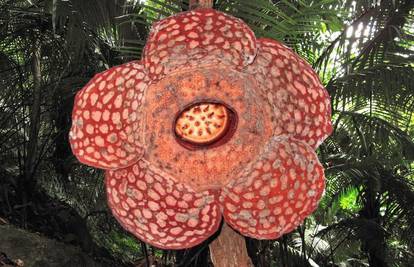Malezija: Najveći cvijet na svijetu pronađen u prašumi