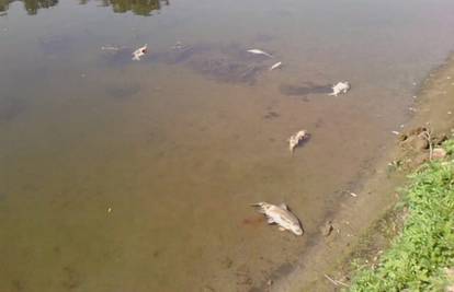 Skoro tisuću riba pomrlo je na rijeci Dobri, nema zagađenja