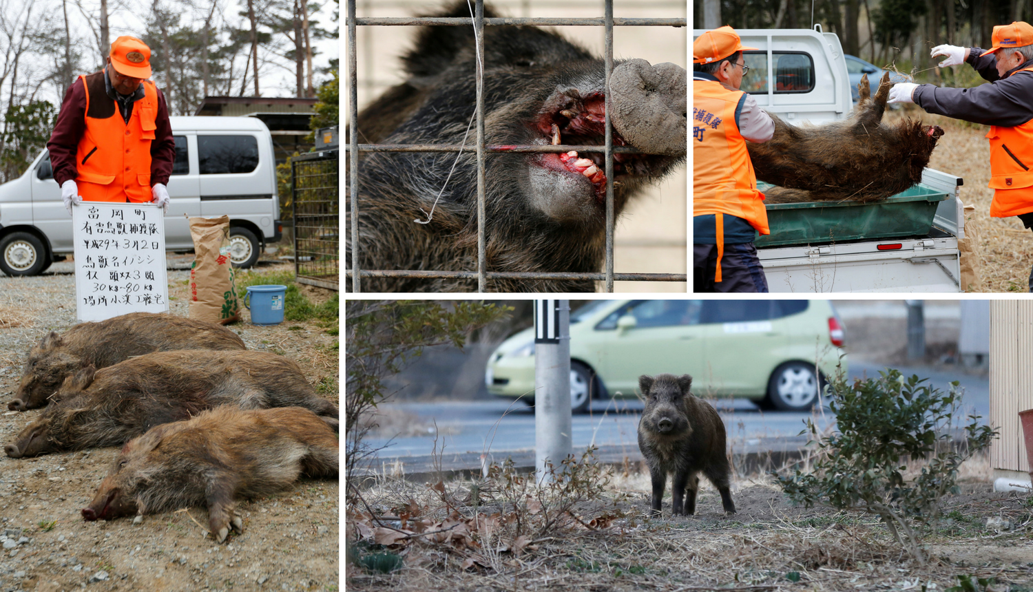 Horor u Fukushimi: Ulicama su zavladali radioaktivni veprovi