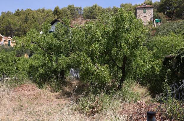 Skradin: Dozrijevaju žižule