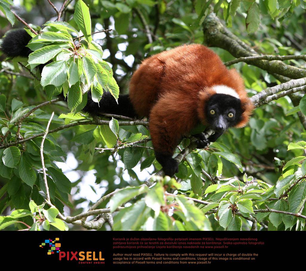 Pixsell