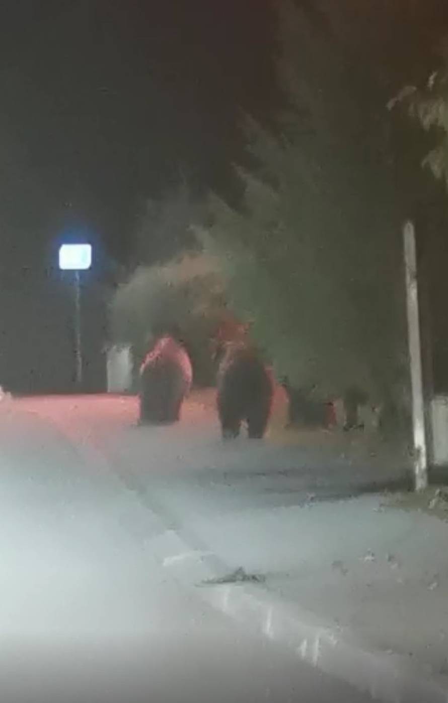 U Delnicama snimili medvjedicu s tri mladunčeta: 'Ona je naša stara gošća, dolazi pet godina'