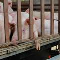 Kina zbog afričke svinjske kuge zabranila uvoz svinja iz Hrvatske i Bosne i Hercegovine