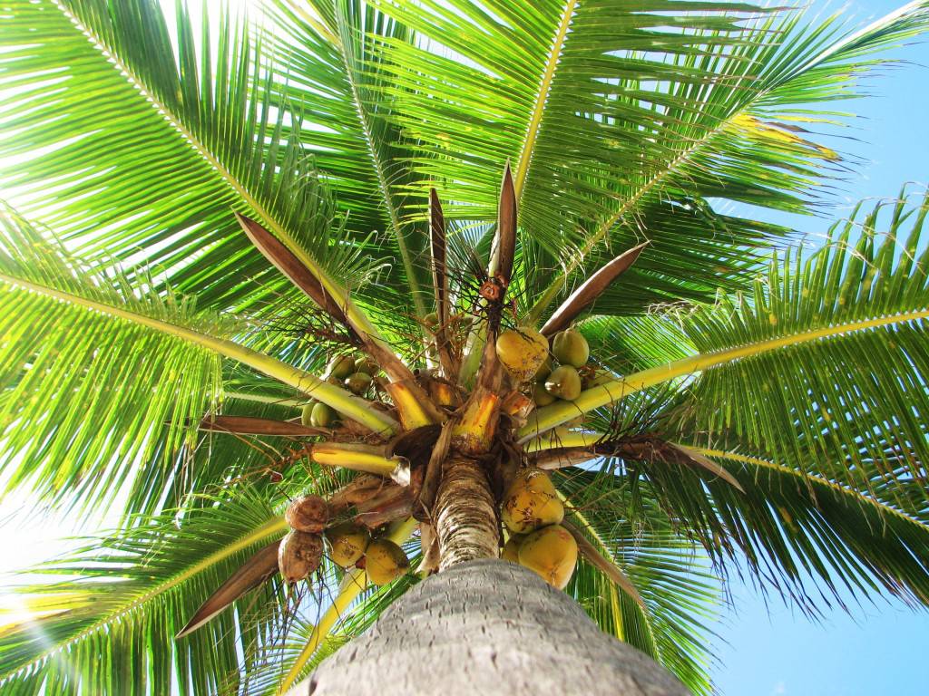 Saznajte sve o prednostima korištenja palminog ulja