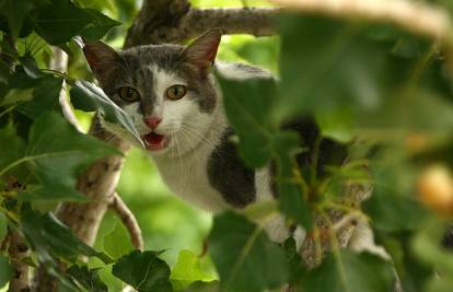 Split: Spasitelji GSS-a sa stabla su spašavali mačka