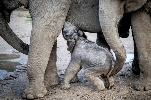 A baby elephant is seen near its mother Surin at outdoor facility of the Copenhagen Zoo