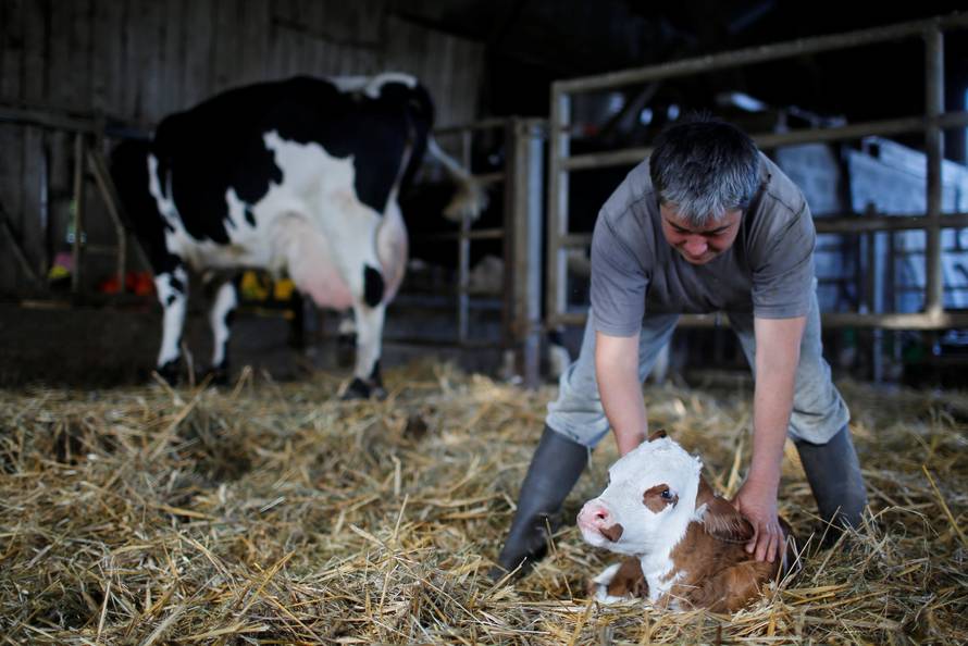 French farmer Sylvie Thebault cares for a new-born calf in her farm at "Le Liminbout" area in the zoned ZAD in Notre-Dame-des-Landes