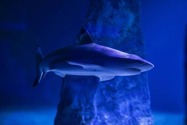 Obnovljeni  pulski Aquarium sada se prostire na 2.500 četvornih metara i postaje najveći akvarij u Europi koji izlaže isključivo mediteranski postav