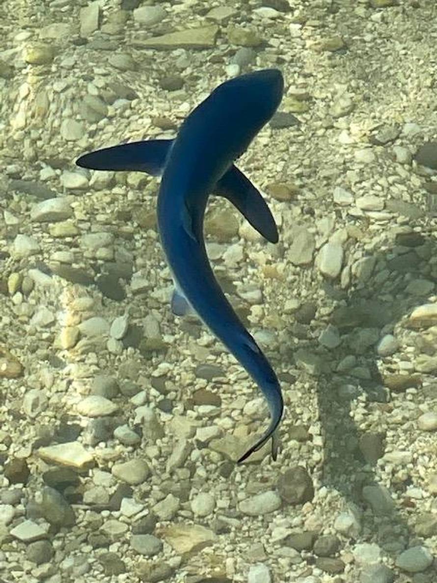 Baby shark u Puli: 'Nadam se da mu mama i tata nisu blizu'