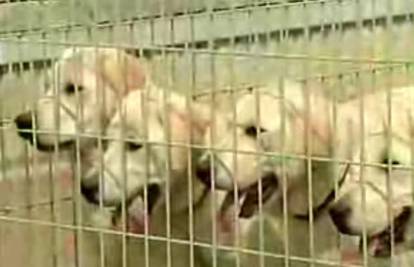 Klonirani labradori u Južnoj Koreji traže drogu