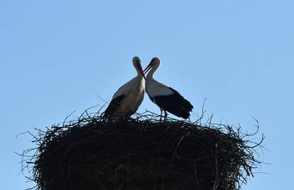 Danas je Dan roda: U Hrvatskoj se gnijezdi skoro 1300 parova