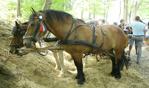 VIDEO Vozočašće u Zlatar Bistrici okupilo 150 kočija i 300 jahača