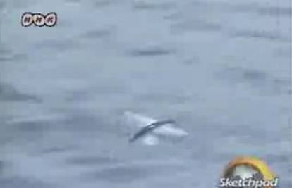 Japan: Snimili rekordan 45 sek dug let ribe poletuše