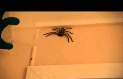 Jači od svakoga laksativa: U WC-u ga čekao divovski pauk