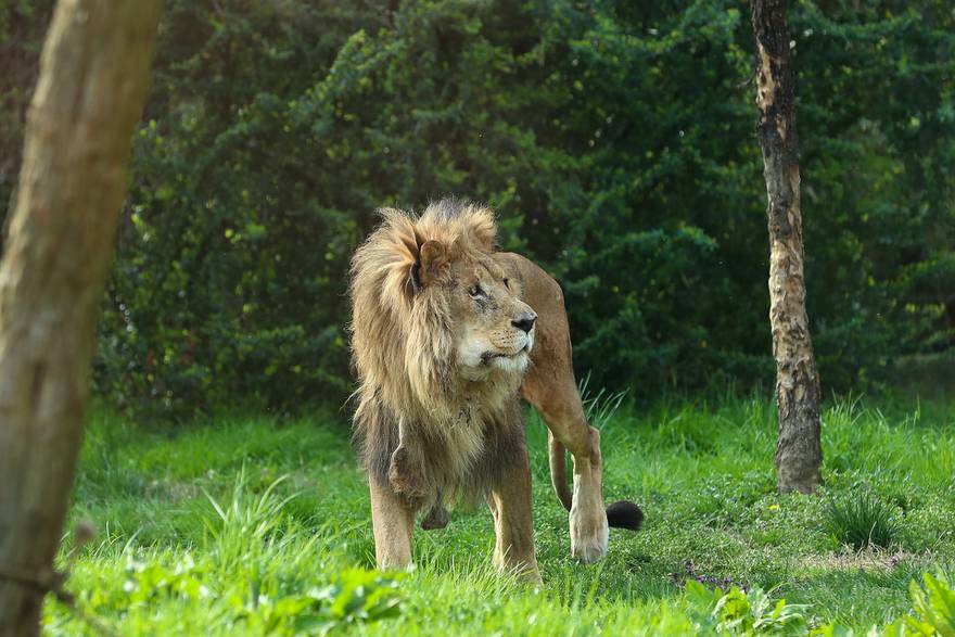 Tuga u zagrebačkom ZOO-u: 'Napustio nas je naš lav Leo'