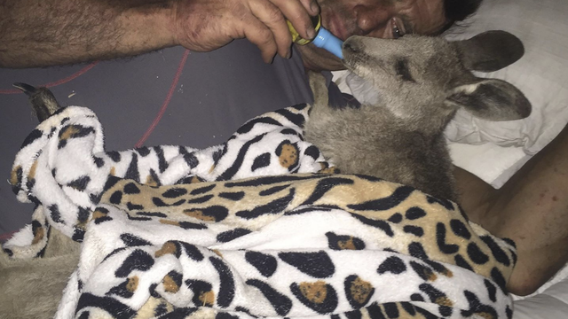 Obitelj spasila klokana: Hrane ga na dudu i stalno ga maze