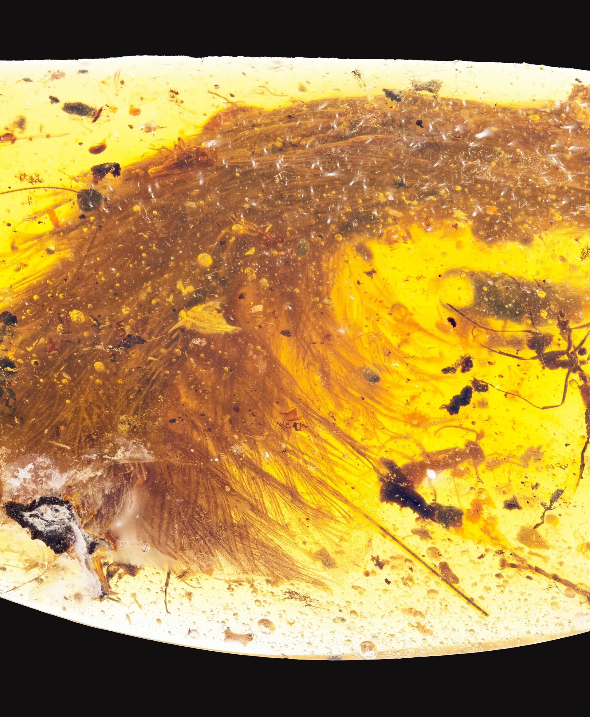 A chunk of amber - fossilized resin - spotted by a Chinese scientist in a market in Myitkyina, Myanmar last year shows the tip of a preserved dinosaur tail section