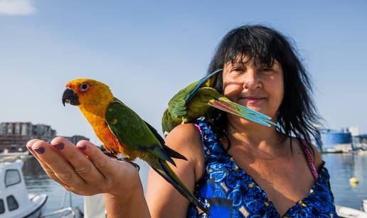 Papige Astra i Picasso ne znaju što je kavez: 'Idu na kavu, lete po Pločama i vrate se kući...'