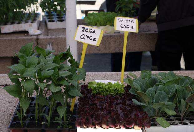 Šibenik: Bogata ponuda sadnica raznog povr?a