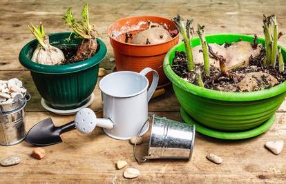 Pripremite vrt za proljeće: Evo što možete posaditi već sad