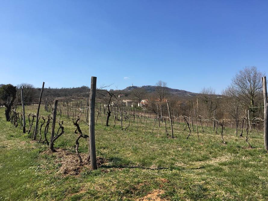 'Nesretni smo i očajni,  Dora je discipliniran i poslušan pas...'