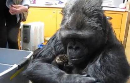 Video: Gorila Koko odlučila biti brižna majka dvjema macama