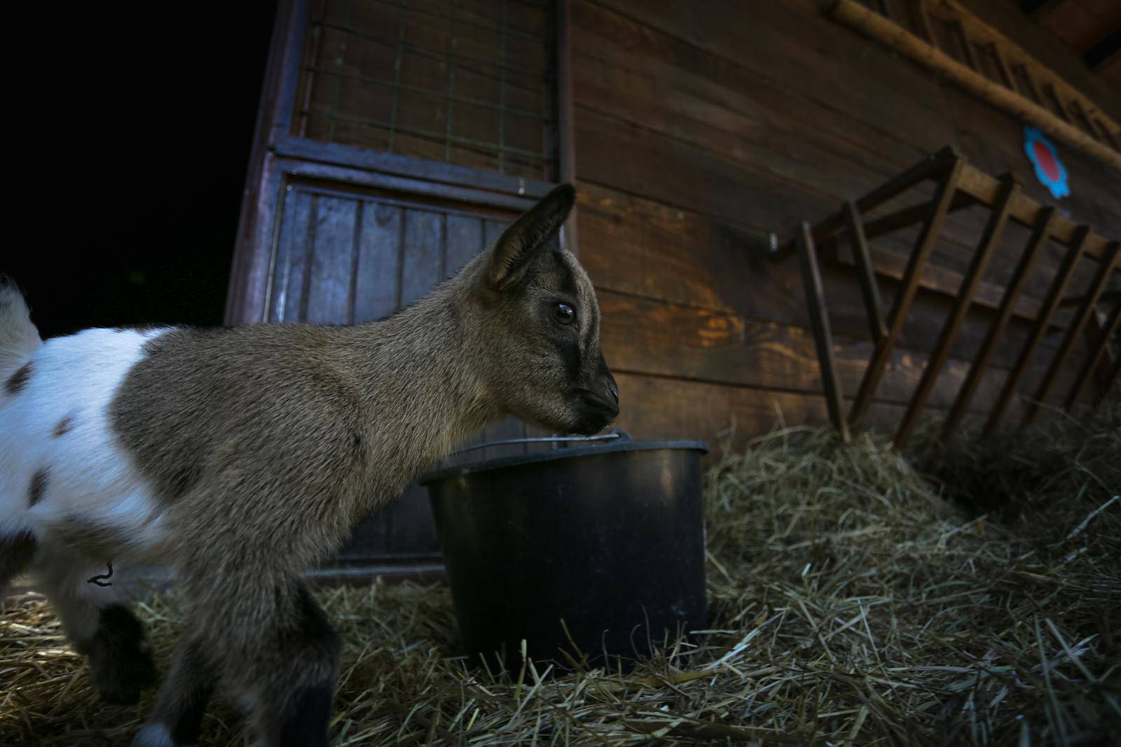 Zoološki vrt u Zagrebu stigle dvije prinove patuljastih kozlića