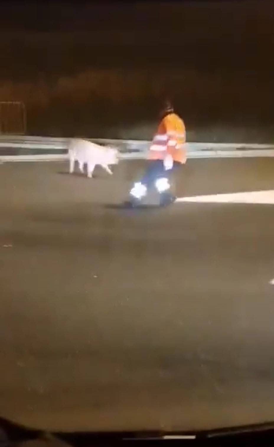 VIDEO 'Neću u špek i kobasice!' Svinja zbrisala iz prikolice kod Otočca, lovili je i radnici HAC-a