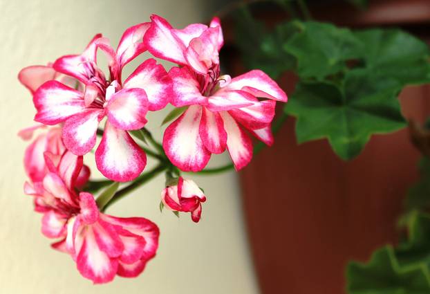 Ovo su najbolji dodaci prehrani za zdravlje u hladnim danima