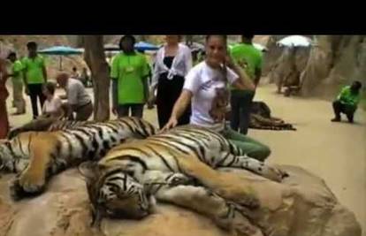 Čovjek i tigar: Velike mačke u hramu žive okružene ljudima