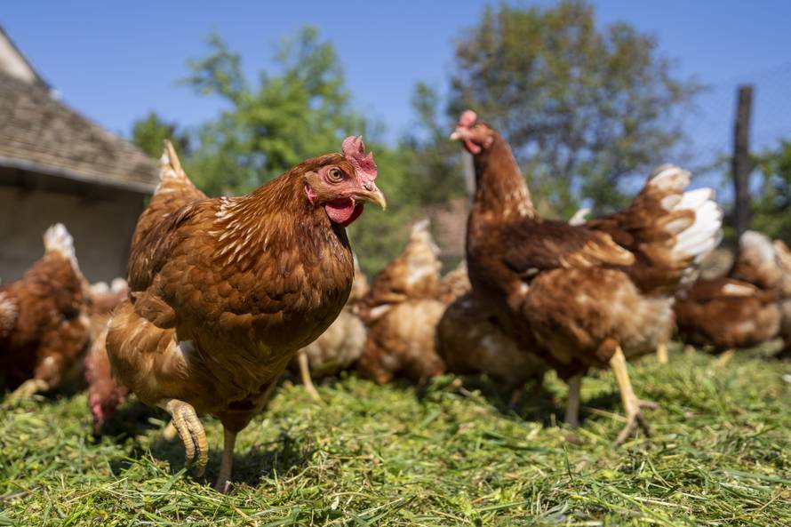 Jeste li u prehranu uključili jaja iz slobodnog uzgoja?