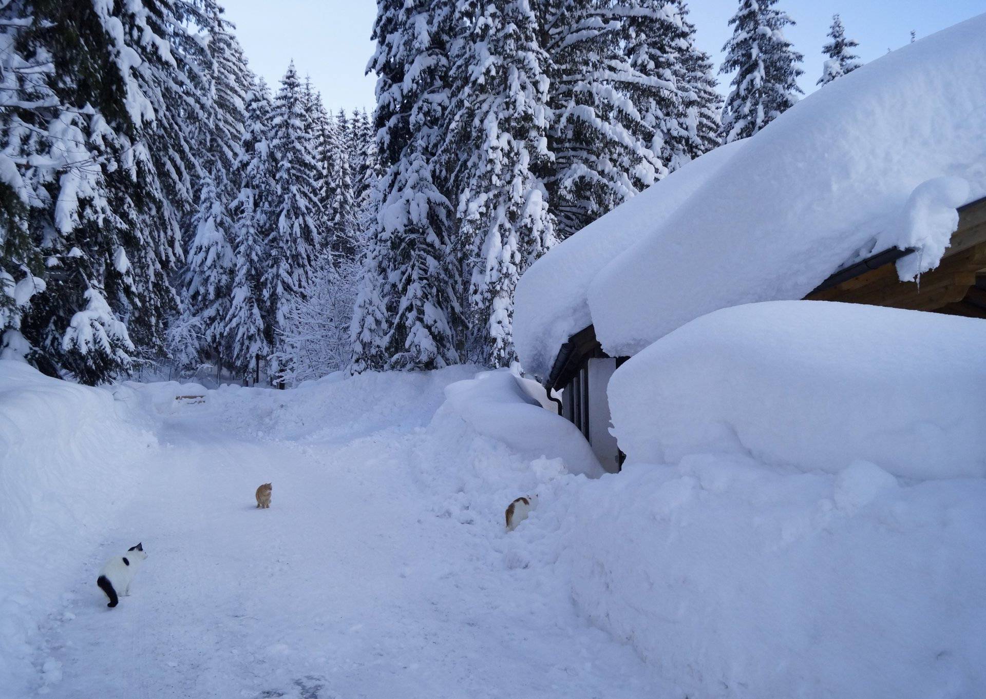 Cats are seen in front of a snow-covered house in Abtenau