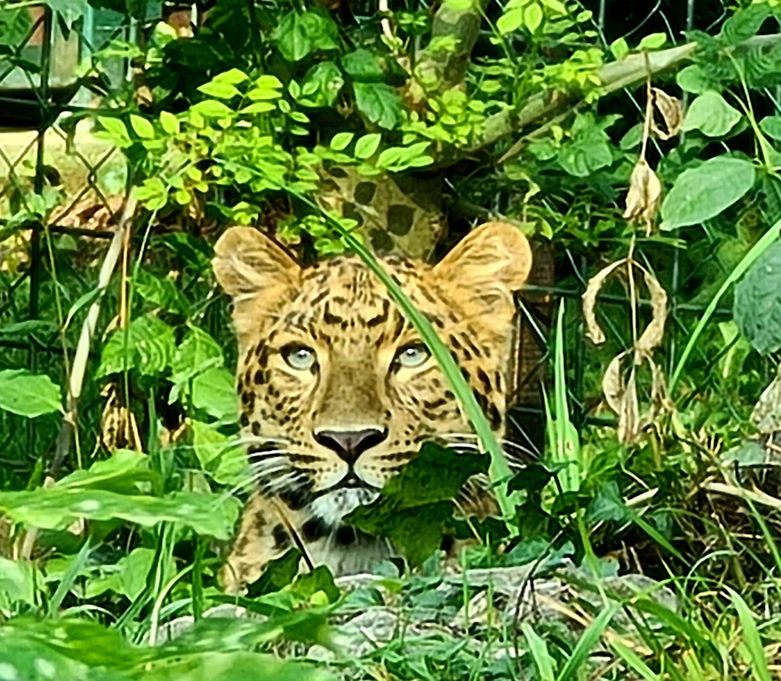 Leopardu Tadziku stigla 'cura' iz Austrije: 'Skroz se zatelebao'