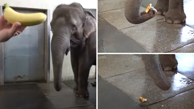 Ne trebaju ruke, dosta je i surla: Slonica u berlinskom zoološkom vrtu sama naučila guliti banane