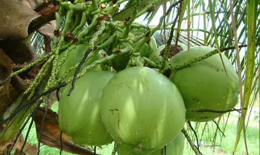 Pametna hidracija sokom zelenog kokosa - Coco juice