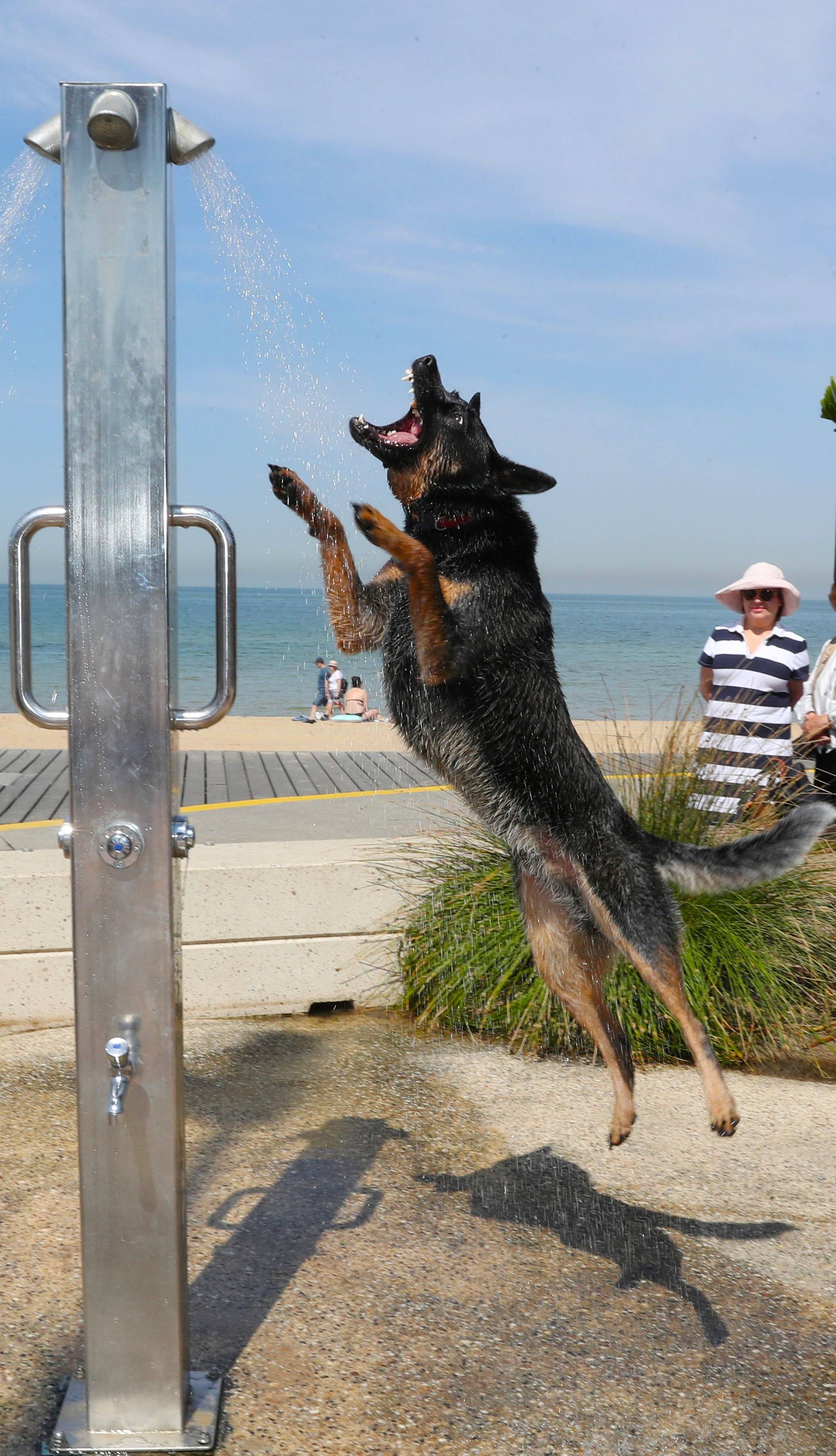 A dog cools off under a shower at St Kilda beach as a heat wave sweeps across Victoria