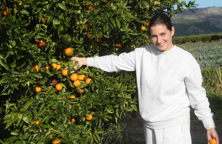 Berba agruma u Opuzenu