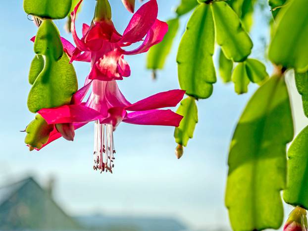 pink Christmas cactus blooms on the windowsill