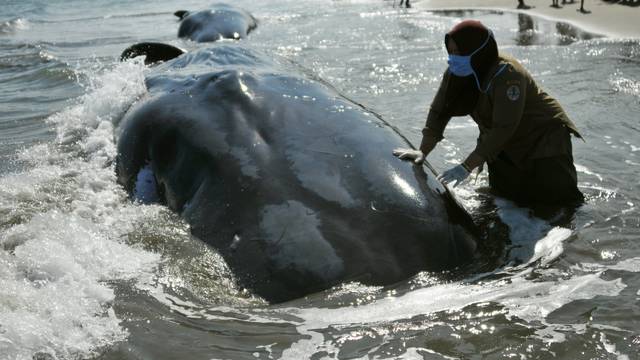 A veterinarian from the Nature Conservation Agency (BKSDA) examines a dead sperm whale, one of four to die after a small pod became stranded yesterday in Aceh Besar