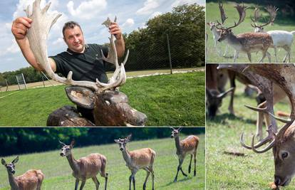 'Naš rezervat jelena lopatara privlači sve više turista. Uz divljač oduševljava ih i hrana'
