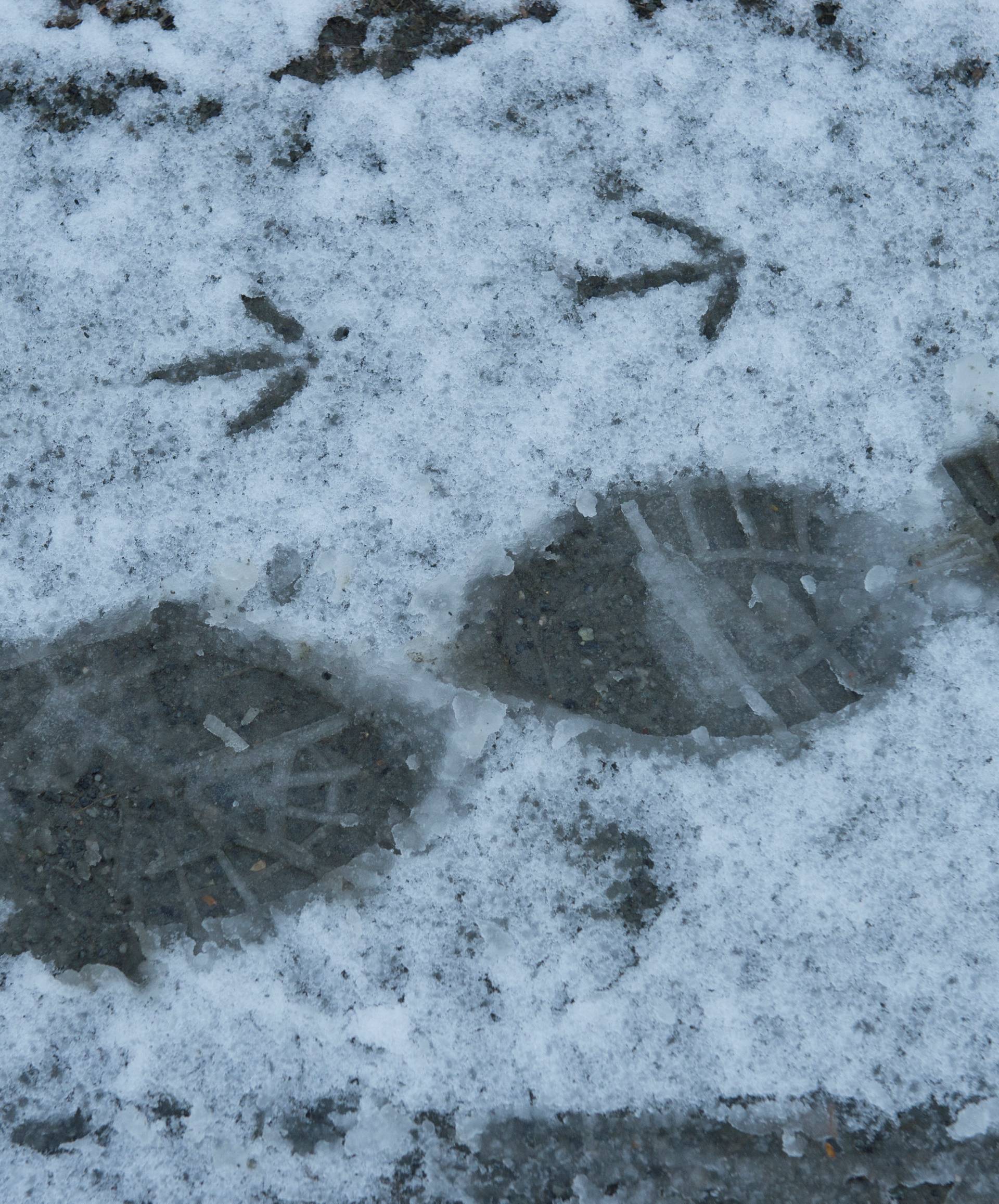 Footprints from a pheasant and birdwatcher in the snow at a Ex M.O.D. WW1 and WW2 firing range in the snow. Now managed by the RSPB