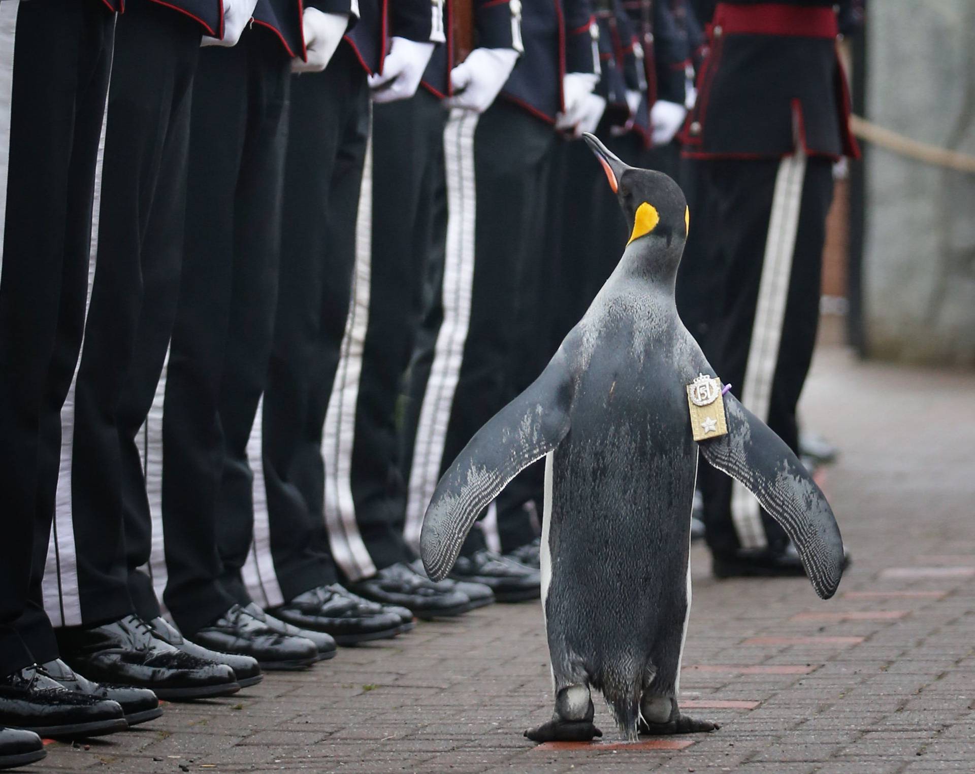 King penguin Nils Olaf inspects guard